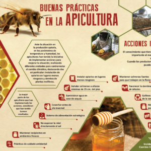 Infografía buenas prácticas en la apicultura